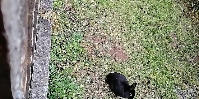 black,exotic,outdoor,reality