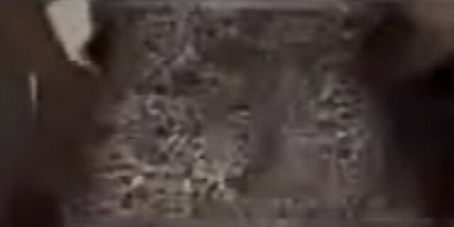 bbw,reverse cowgirl,riding